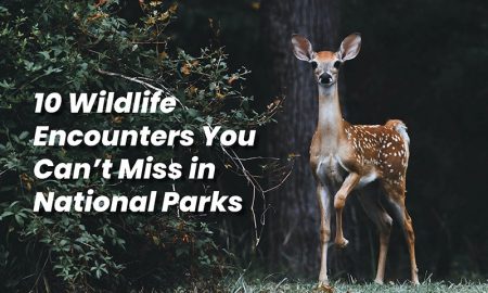 10 Wildlife Encounters You Can't Miss in National Parks